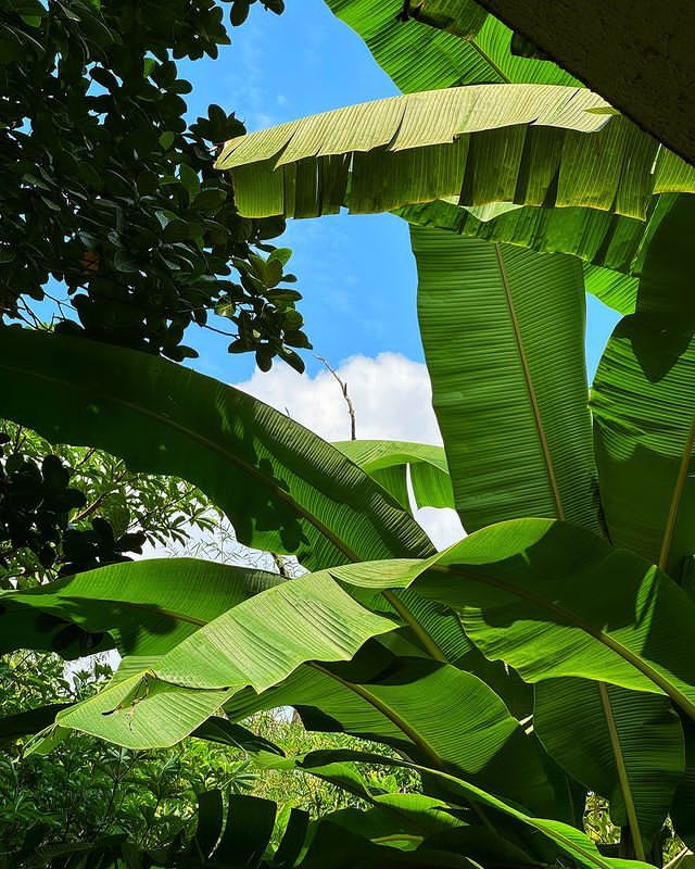 Banana Leaves Export